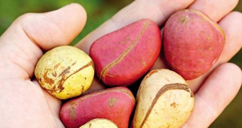 5 Possible Health Benefits Of Kola Nut