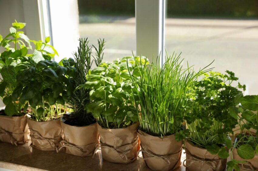 Indoor Herb Garden Kit with Grow Light in Your Backyard