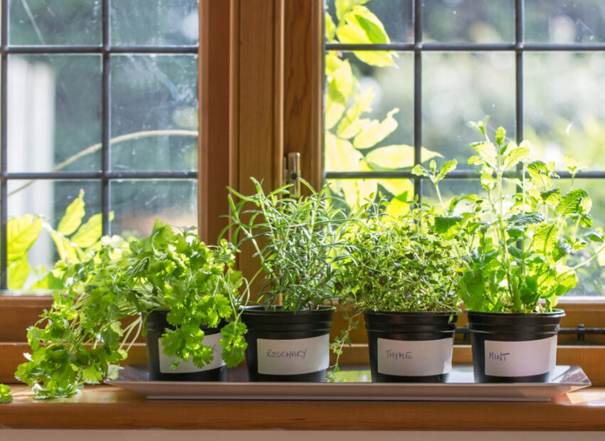 Indoor Herb Garden Kit with Grow Light in Your Backyard