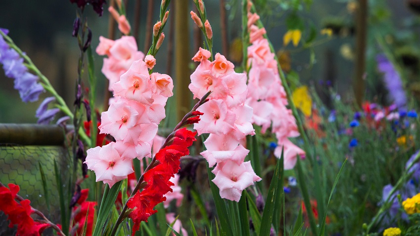 how to plant gladiolus bulbs