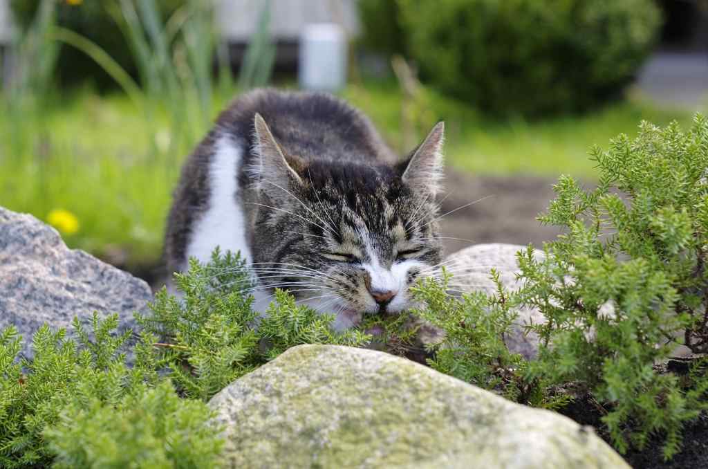 How to keep cats of your garden