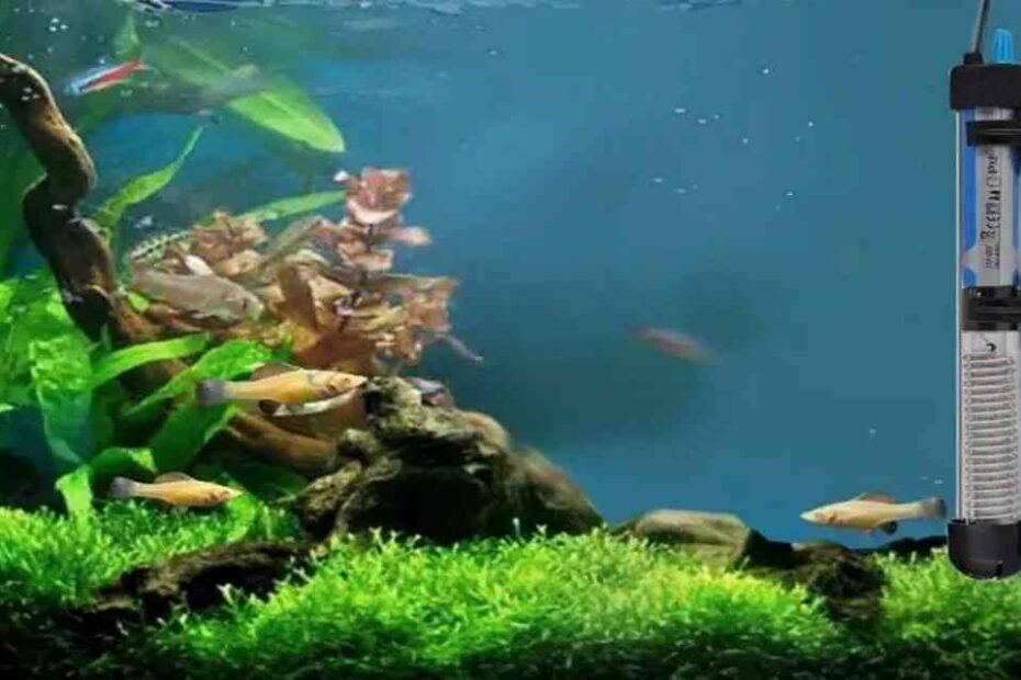 Aquarium Heating and Cooling Maintaining the Perfect Temperature