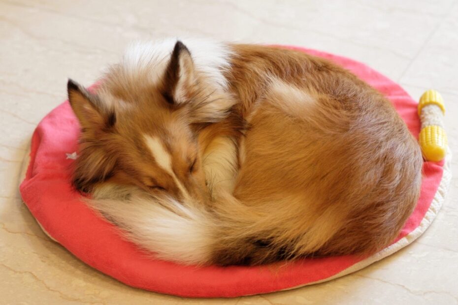 Why does my dog circle his bed before lying down