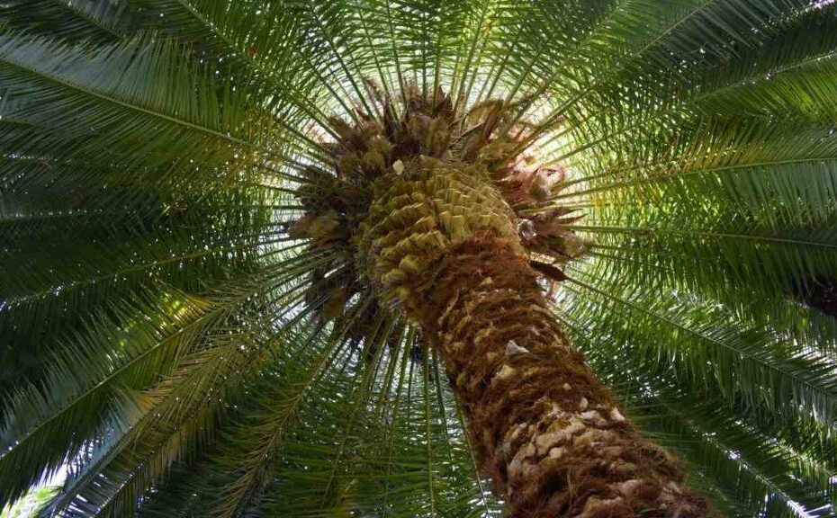 Top Palm Tree Varieties for Tropical Climates