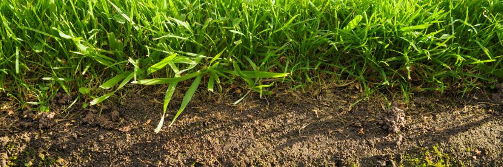 Key Benefits of Mycorrhizal Fungi for Grass Roots