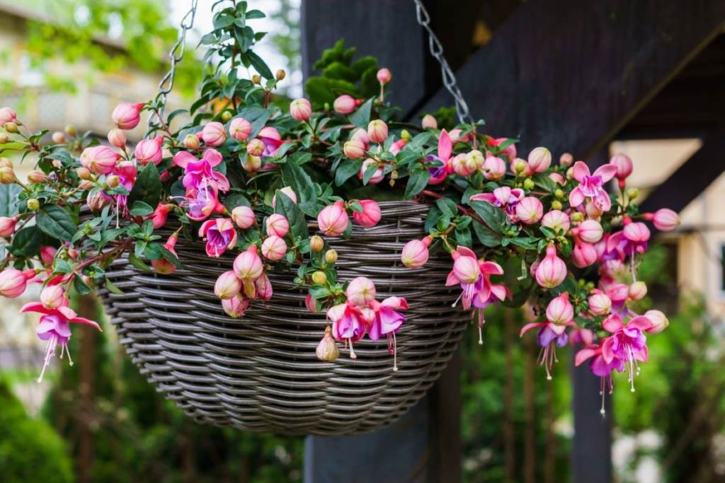 Preparing Fuchsias for Winter