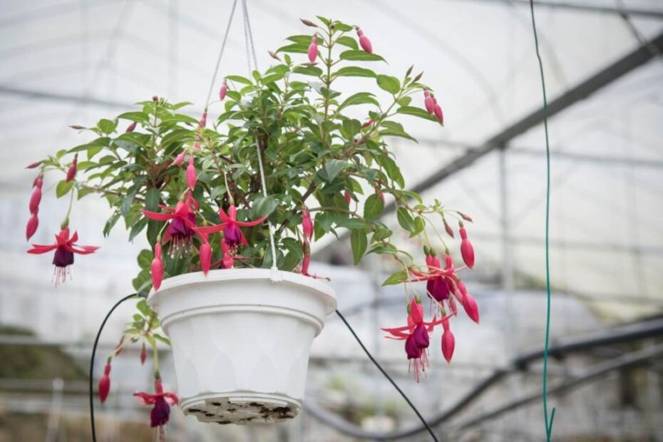 fuchsias in hanging baskets