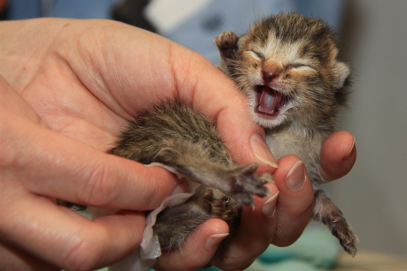 How soon after birth do kittens poop and pee