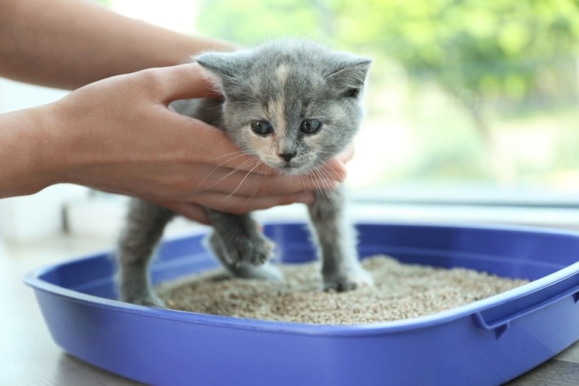 Can diet cause elimination problems in kittens